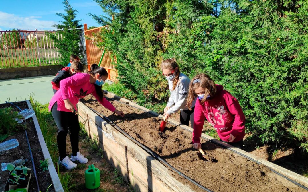 Proyecto de huerto escolar ecológico